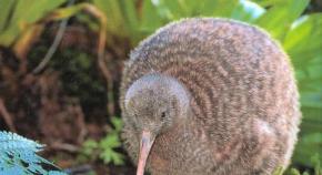 Млекопитающие новой зеландии Какие животные обитают в новой зеландии список