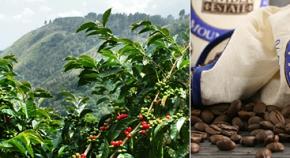 «Ямайка Блю Маунтин» – самый высокогорный кофе